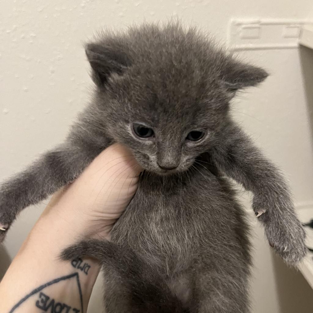 Lavender, an adoptable Domestic Short Hair in Hinesville, GA, 31313 | Photo Image 1
