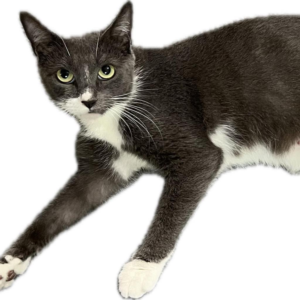 Stormy Rose, an adoptable Domestic Short Hair in Hinesville, GA, 31313 | Photo Image 1