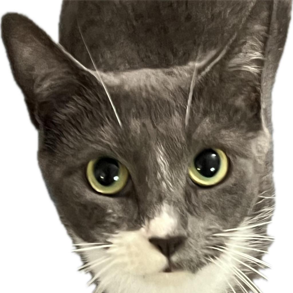 Stormy Rose, an adoptable Domestic Short Hair in Hinesville, GA, 31313 | Photo Image 2