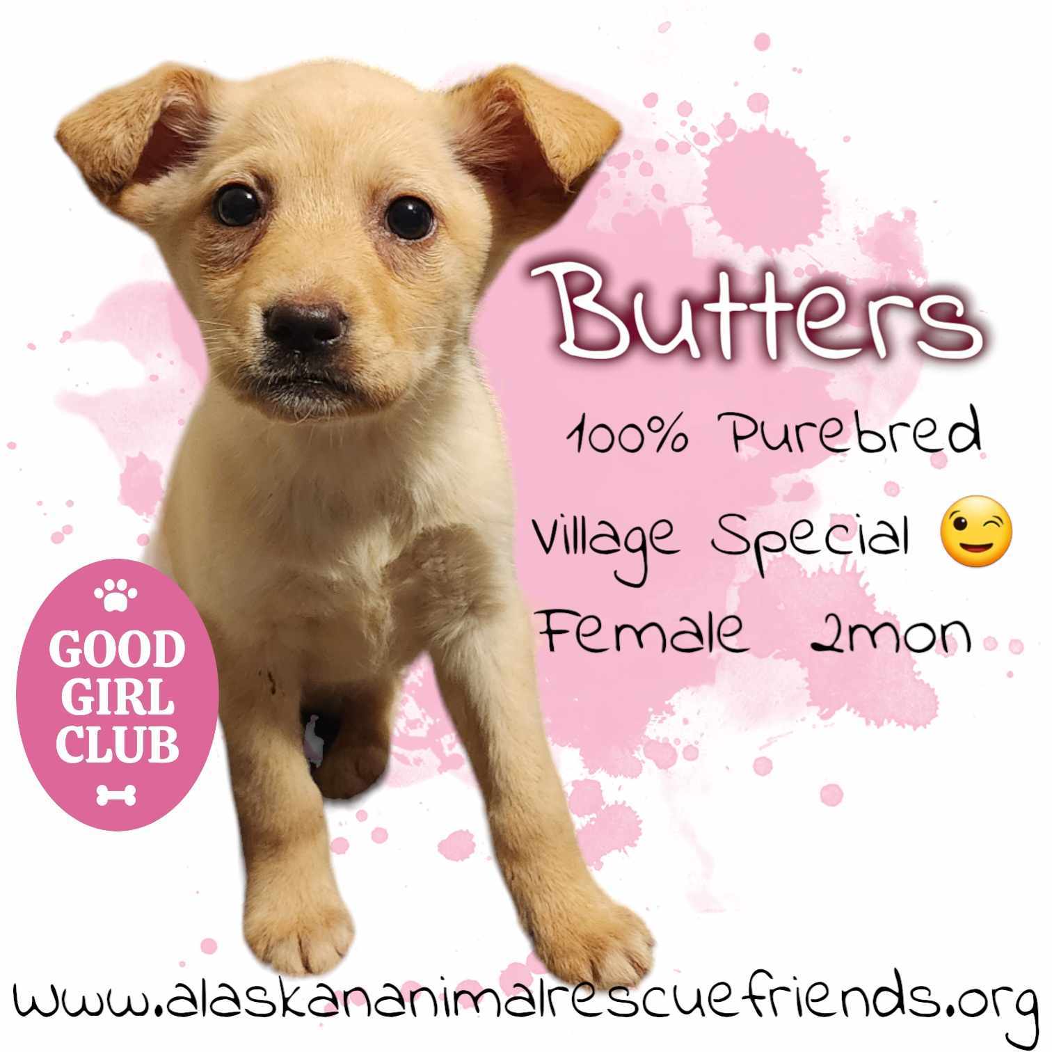 Butters, an adoptable Terrier, Husky in Anchorage, AK, 99503 | Photo Image 1