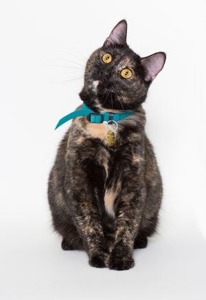 Tiki Domestic Short Hair Cat