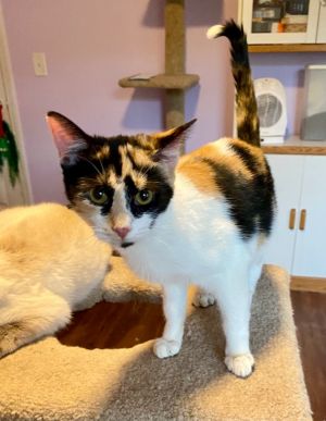 I am a beautiful calico girl I am very sweet and loving Please give me a forev