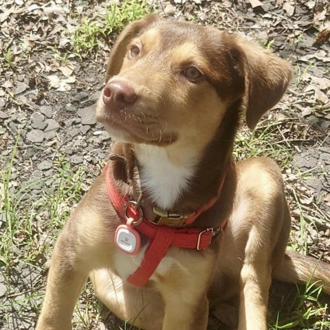 Alvaro-Oliver, an adoptable Hound in Wadena, MN, 56482 | Photo Image 2