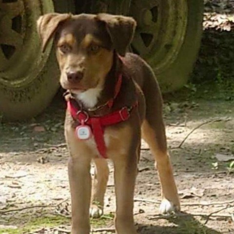 Alvaro-Oliver, an adoptable Hound in Wadena, MN, 56482 | Photo Image 3