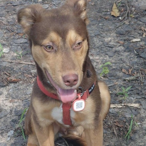 Alvaro-Oliver, an adoptable Hound in Wadena, MN, 56482 | Photo Image 3