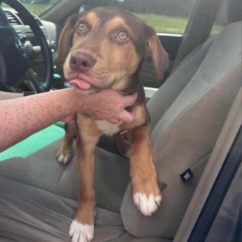 Alvaro-Oliver, an adoptable Hound in Wadena, MN, 56482 | Photo Image 4