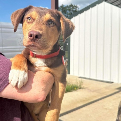 Alvaro-Oliver, an adoptable Hound in Wadena, MN, 56482 | Photo Image 5