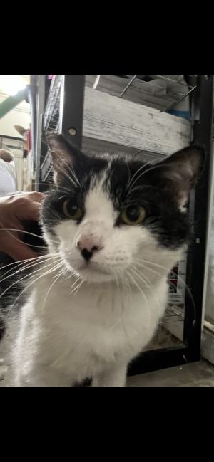 Approximate date of birth 512023 Friend is a very friendly and loving cat Exceptionally handsome
