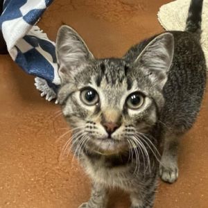 Hi My name is Apple and Im at the Santa Maria Campus Im a 3 month old domestic shorthair who