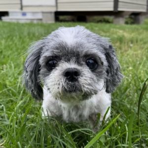 Doris is a cute Shih Tzu that was rescued off the streets She had double ear in