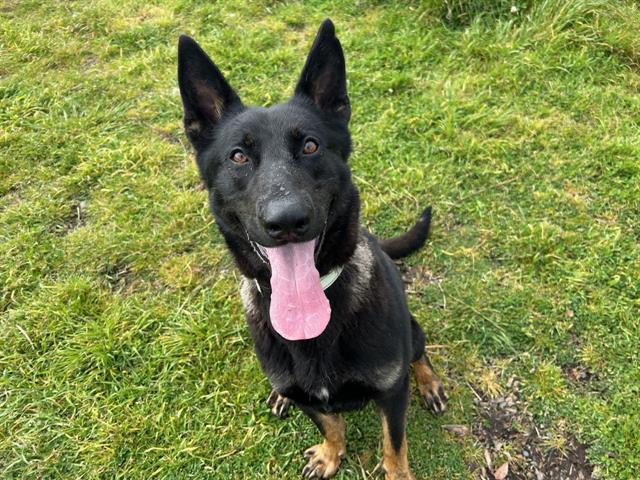 KAI, an adoptable German Shepherd Dog, Mixed Breed in McKinleyville, CA, 95519 | Photo Image 1