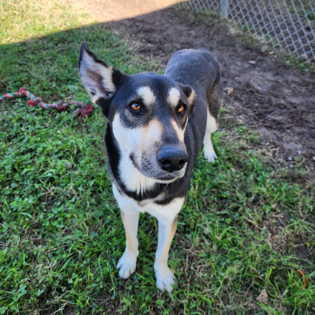 Deuce, an adoptable Shepherd in Corpus Christi, TX, 78415 | Photo Image 1
