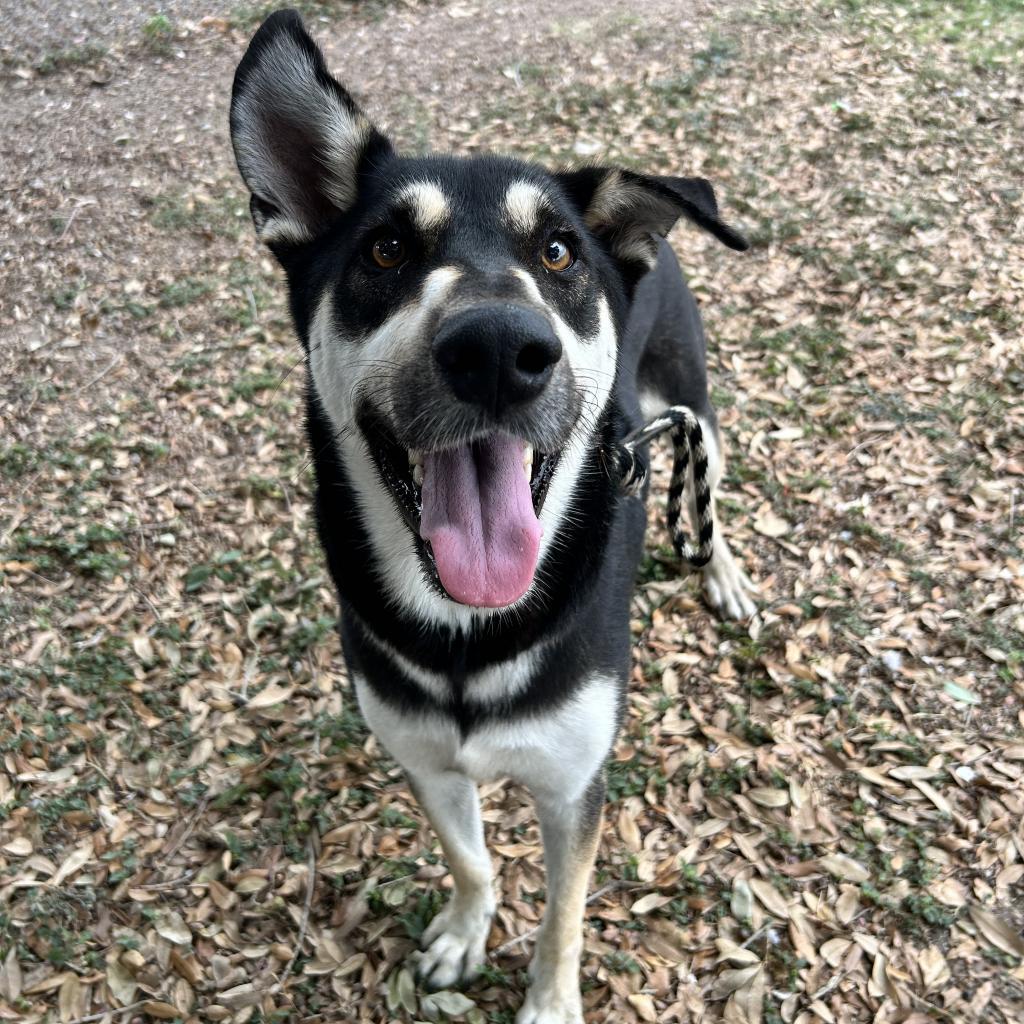 Deuce, an adoptable Shepherd in Corpus Christi, TX, 78415 | Photo Image 2