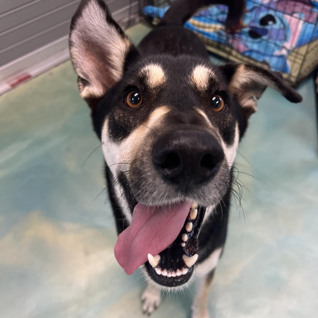Deuce, an adoptable Shepherd in Corpus Christi, TX, 78415 | Photo Image 4
