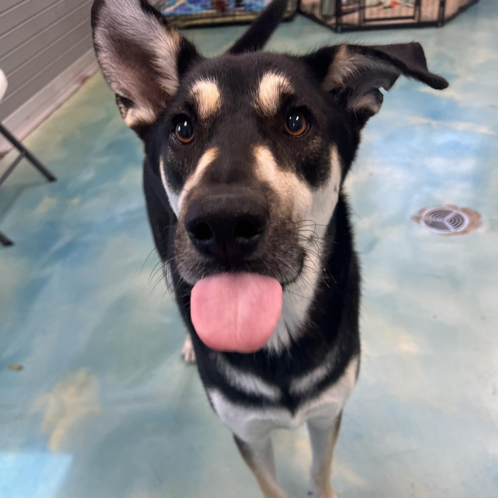 Deuce, an adoptable Shepherd in Corpus Christi, TX, 78415 | Photo Image 5