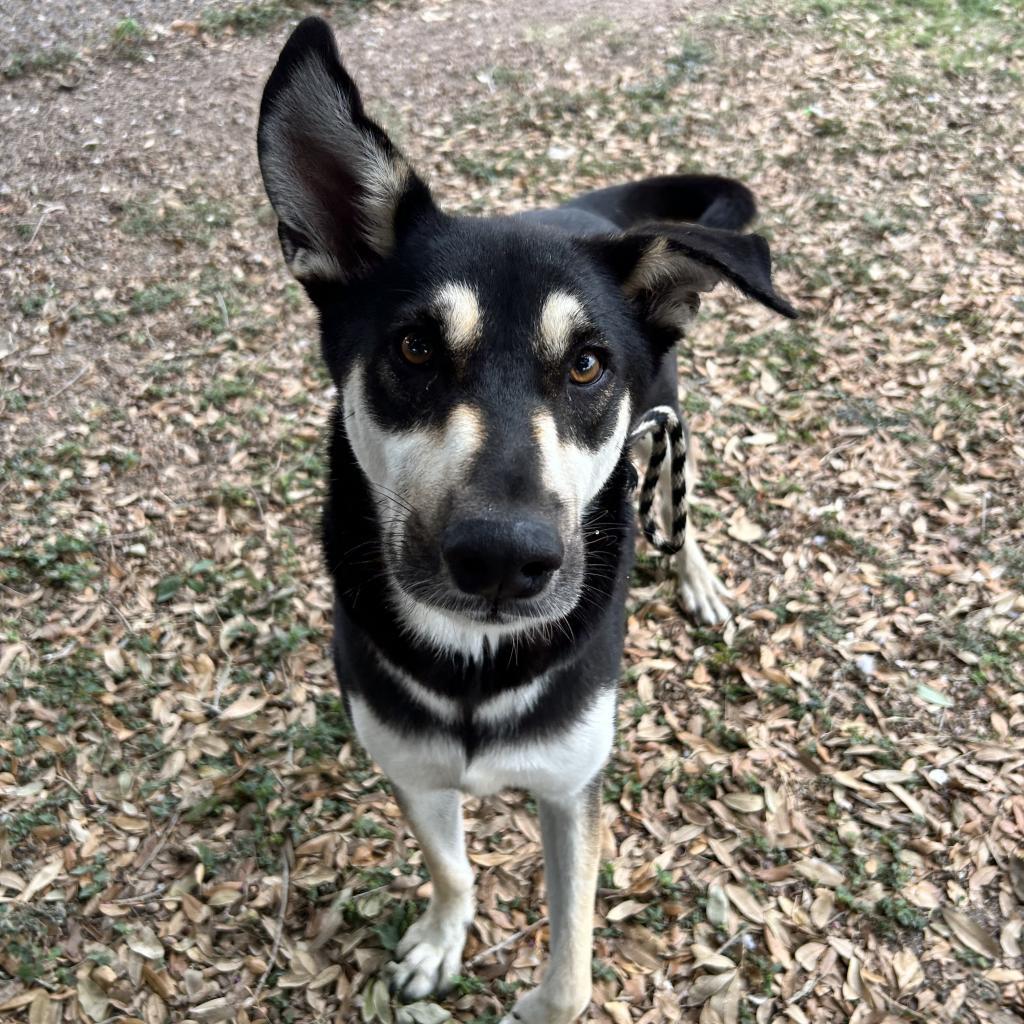 Deuce, an adoptable Shepherd in Corpus Christi, TX, 78415 | Photo Image 6