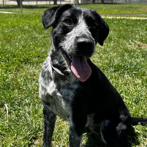 Marley, an adoptable Border Collie, Mixed Breed in Buffalo, WY, 82834 | Photo Image 1