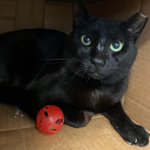 licorice, an adoptable Domestic Medium Hair in Port Aransas, TX, 78373 | Photo Image 1