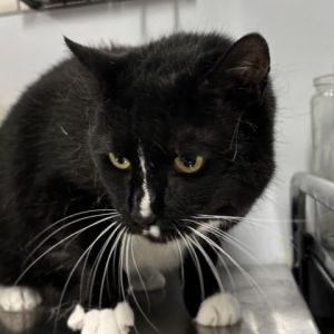 Meet Bree a beautiful 8-year-old black and white female cat with a sweet and ge