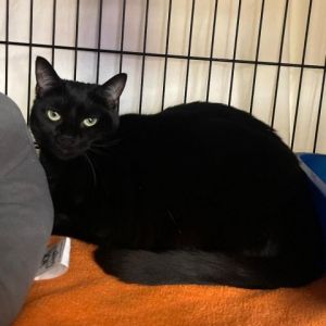 Meet Smurfette a charming 1-year and 8-month-old female cat with a sleek black 