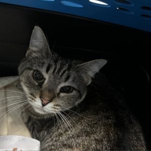 Meet Boxie a charming 2-year and 7-month-old female grey tabby cat with a playf