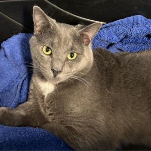 Meet Steele a charming 10-month-old male cat with a striking blue-grey and whit