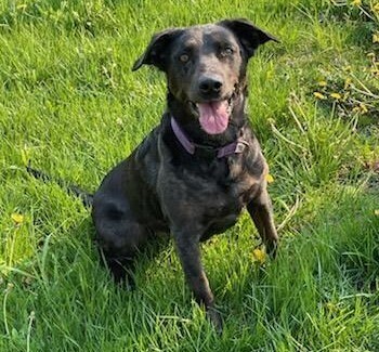 Lunis, an adoptable Australian Cattle Dog / Blue Heeler, Labrador Retriever in Brainerd, MN, 56401 | Photo Image 3