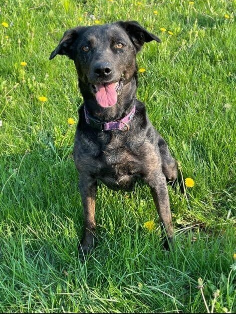 Lunis, an adoptable Australian Cattle Dog / Blue Heeler, Labrador Retriever in Brainerd, MN, 56401 | Photo Image 4