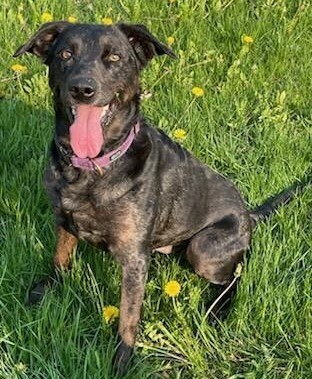 Lunis, an adoptable Australian Cattle Dog / Blue Heeler, Labrador Retriever in Brainerd, MN, 56401 | Photo Image 5