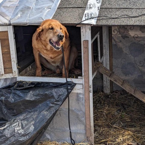 Rocky, an adoptable Labrador Retriever in Sartell, MN, 56377 | Photo Image 2