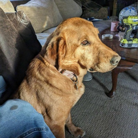 Rocky, an adoptable Labrador Retriever in Sartell, MN, 56377 | Photo Image 3