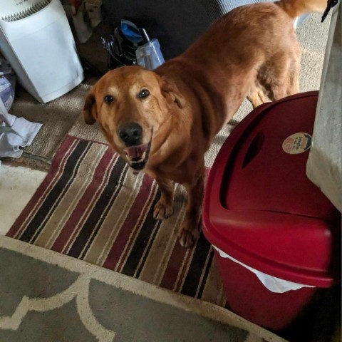 Rocky, an adoptable Labrador Retriever in Sartell, MN, 56377 | Photo Image 4