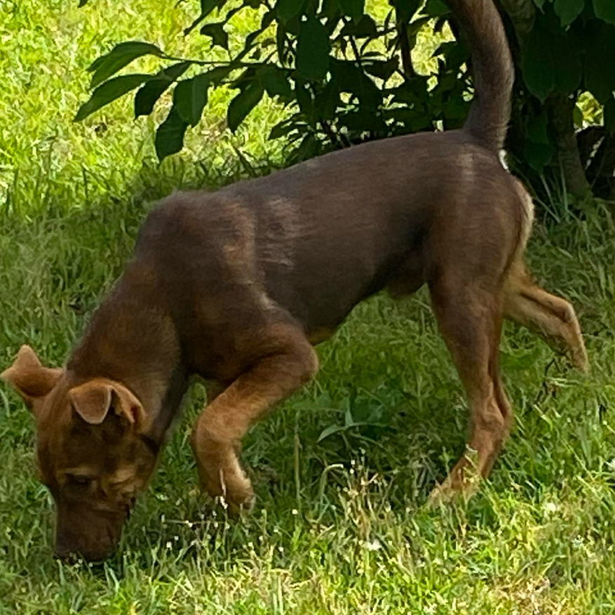 Jet, an adoptable Yellow Labrador Retriever, Shepherd in Grand Bay, AL, 36541 | Photo Image 3