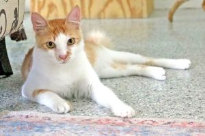 Romi Domestic Short Hair Cat