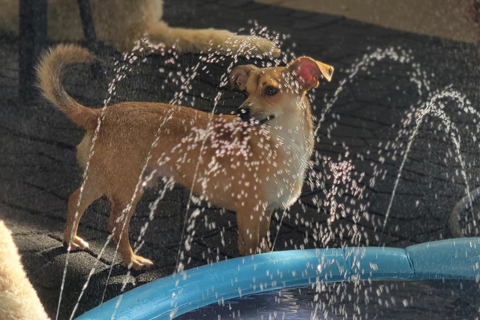 Merlin's Moment, an adoptable Chihuahua in Salt Lake City, UT, 84171 | Photo Image 3