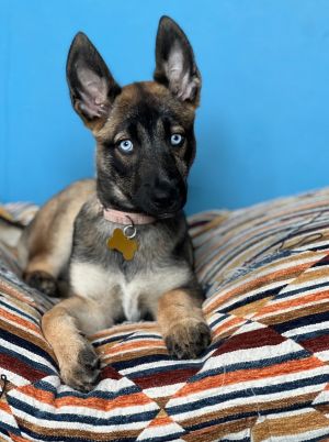 Animal Profile Blue is a 3-month-old female Malinois Husky mix best guess who