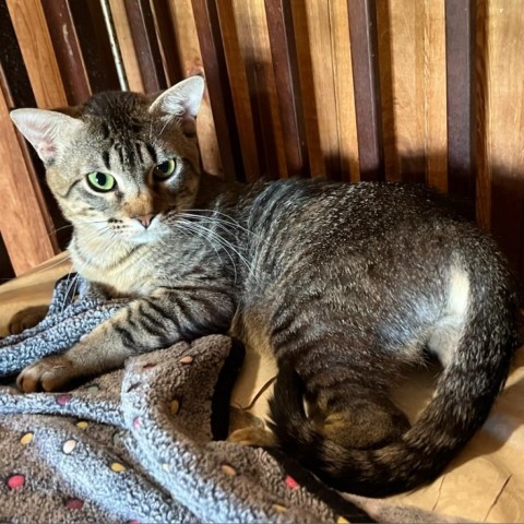 Jack, an adoptable Domestic Short Hair in Tylertown, MS, 39667 | Photo Image 1