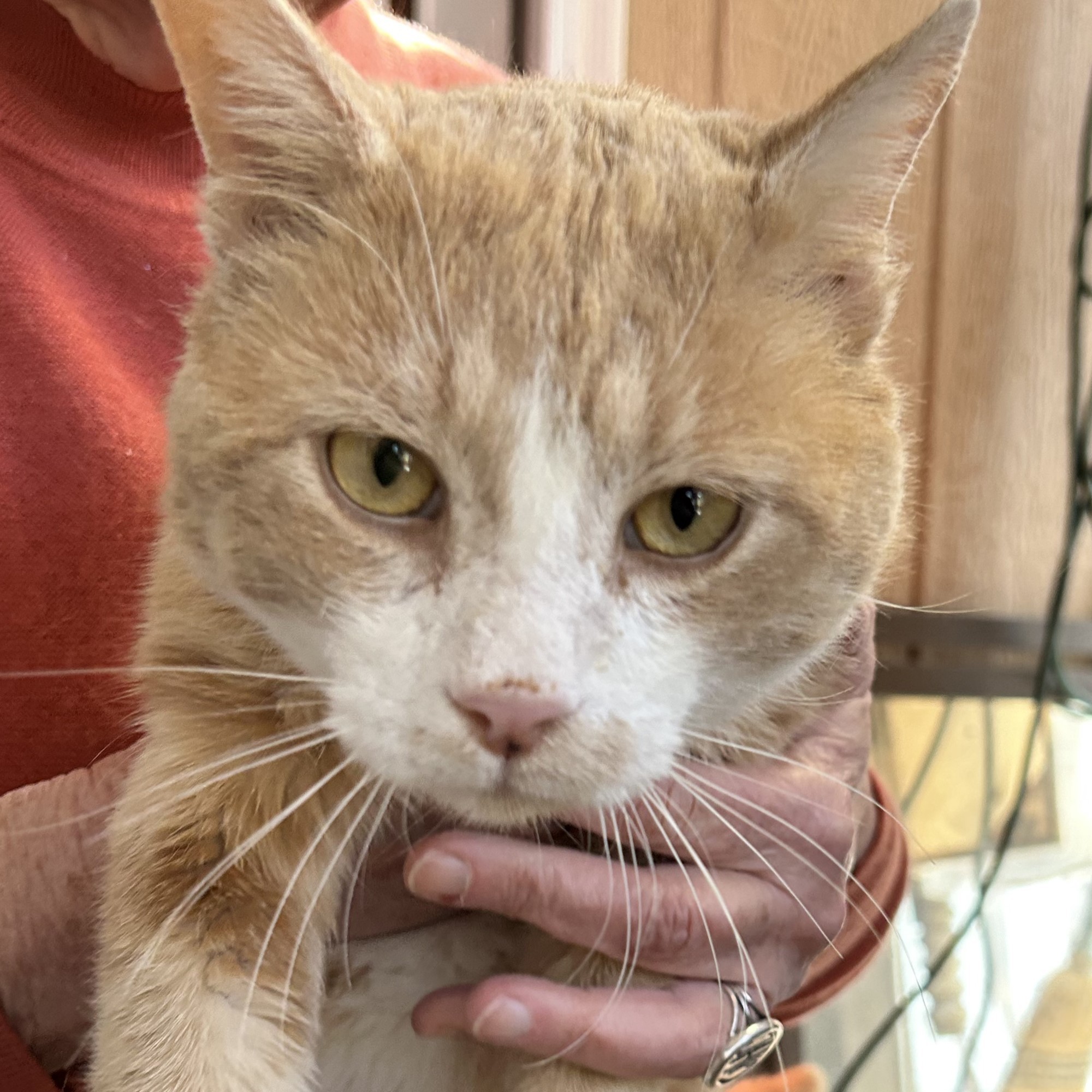 Twinkie Pie, an adoptable Domestic Short Hair in Santa Fe, NM, 87501 | Photo Image 1