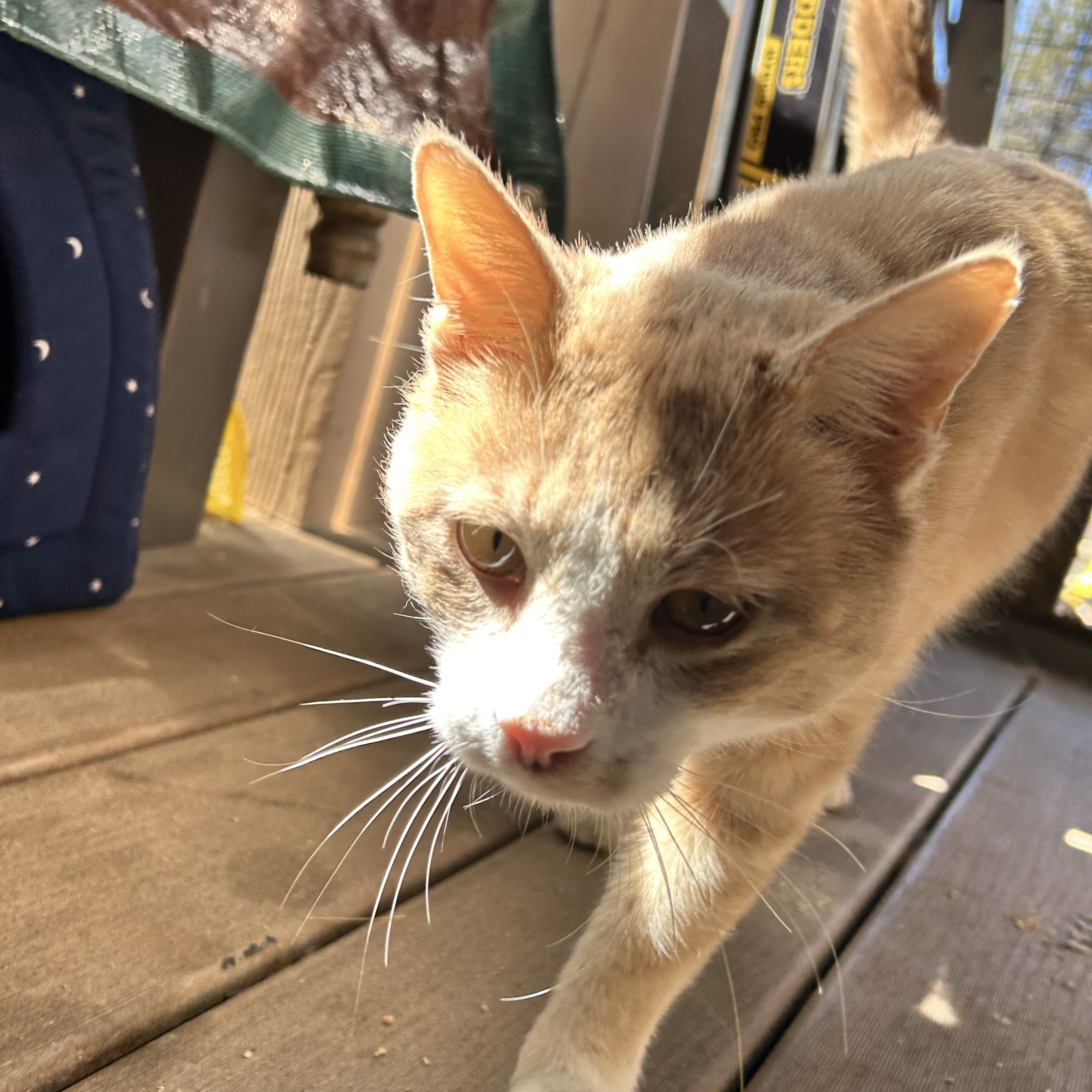 Twinkie Pie, an adoptable Domestic Short Hair in Santa Fe, NM, 87501 | Photo Image 6