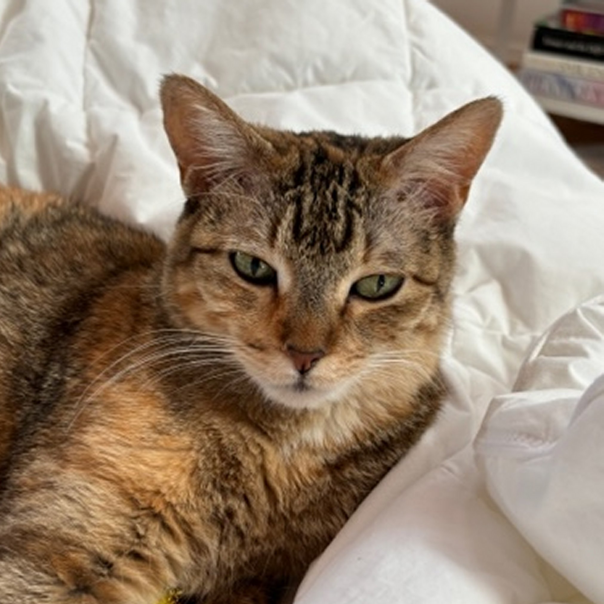 Izzy, an adoptable Domestic Short Hair in Santa Fe, NM, 87501 | Photo Image 1