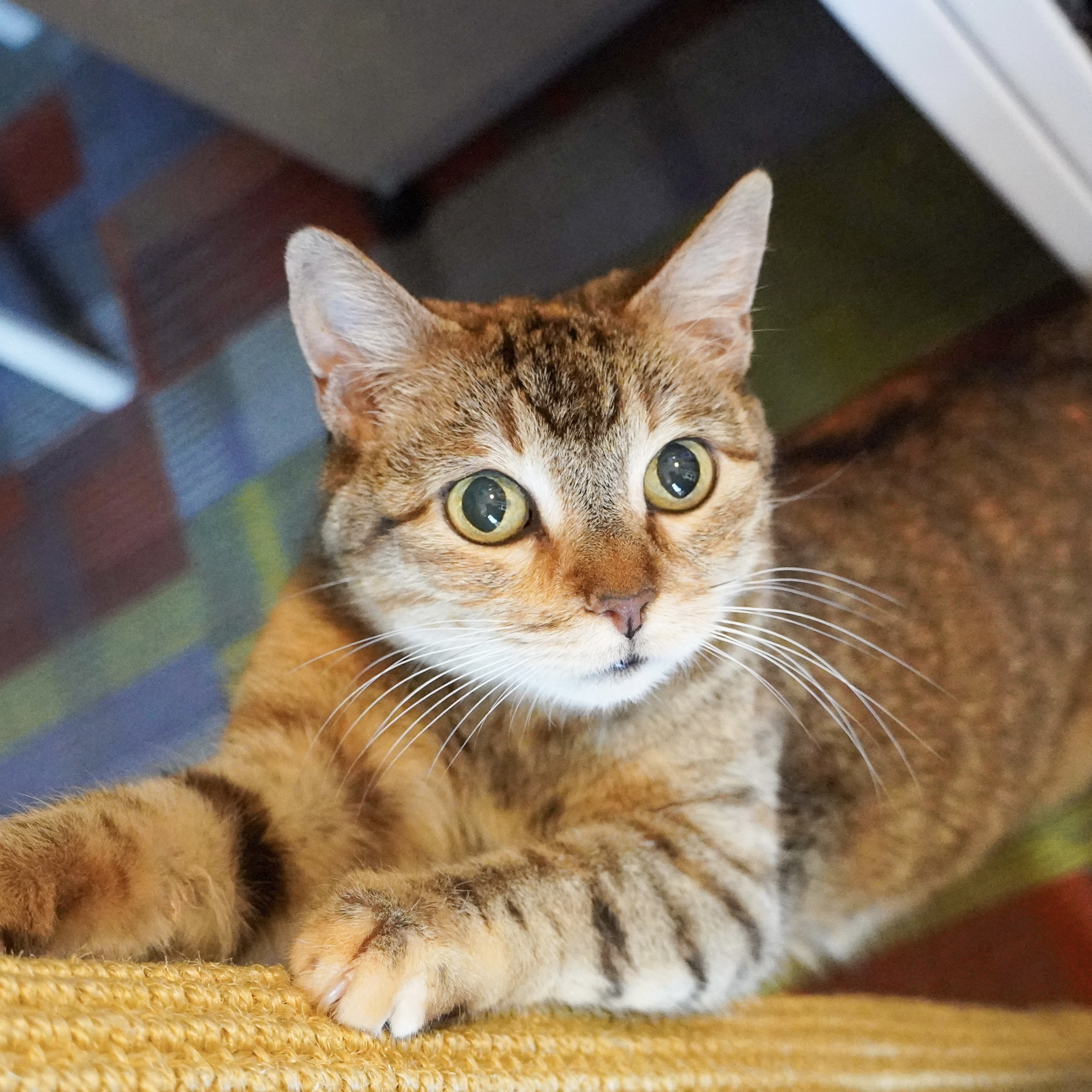 Izzy, an adoptable Domestic Short Hair in Santa Fe, NM, 87501 | Photo Image 5