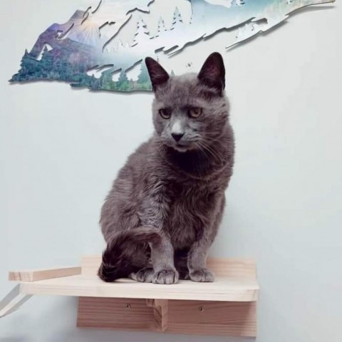 Smudge, an adoptable Russian Blue, Chartreux in Bountiful, UT, 84010 | Photo Image 4