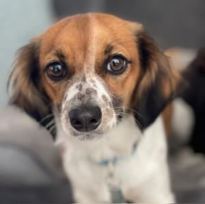 Puppy Alfie is a gorgeous piebald long hair female Dachshund She has been spayed and is all ready 