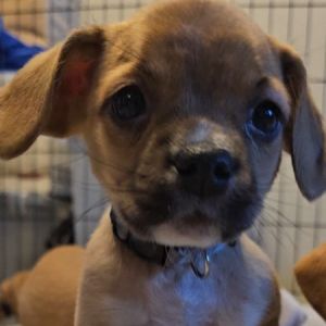 Meet Mapquest grey collar Introducing Mapquest the adorable puggle puppy nam