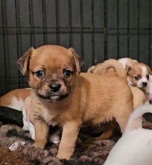 Meet Y2K yellow collar Introducing Y2K the adorable tan and white puggle pup