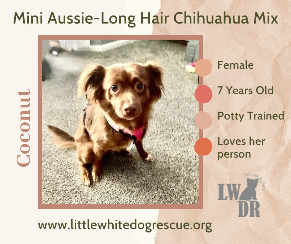 Mini Aussie/Long Haired Chi Mix - Coconut