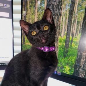 Meet Nova the delightful kitten in purple who is bound to bring joy and entertainment into your hom