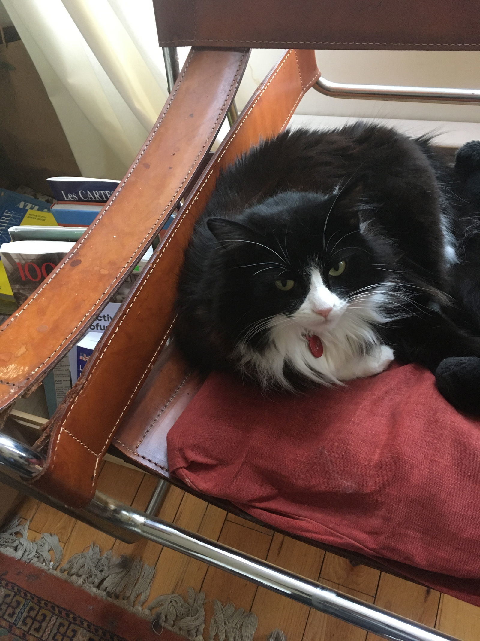 Norah, an adoptable Domestic Long Hair in Montreal, QC, H2L 4Y5 | Photo Image 1