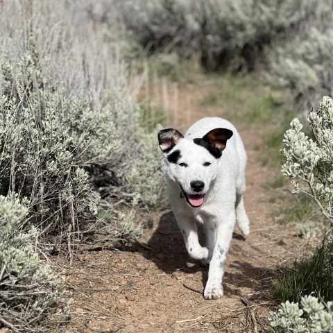Moe, an adoptable Mixed Breed in Hailey, ID, 83333 | Photo Image 5