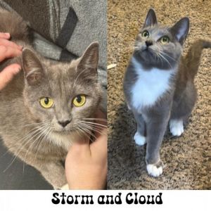 Meet Storm and Cloud a delightful duo of young feline sisters Their personalities are as enchantin